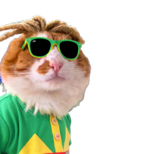 Paulcat_reggae_night